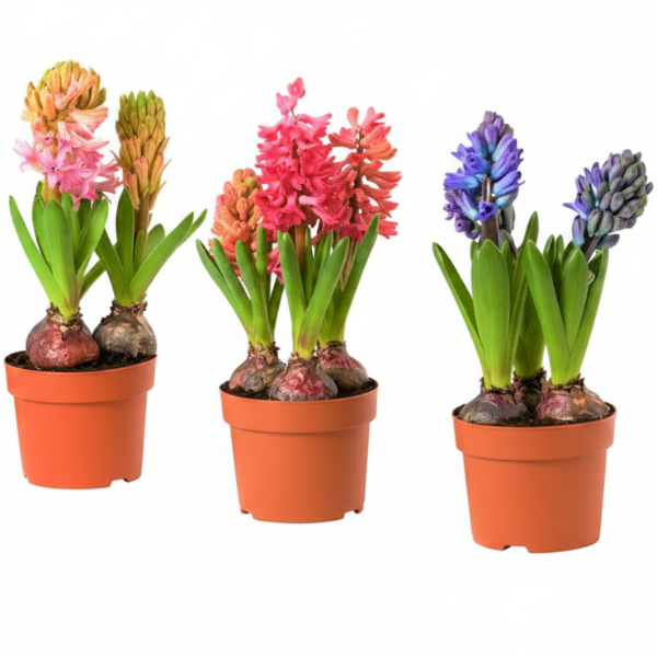 Hyacinth Bulb Fragrance