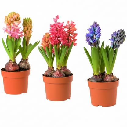Hyacinth Bulb Fragrance