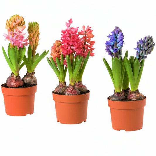 Hyacinth Bulb Fragrance