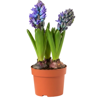 Hyacinth Bulb Fragrance