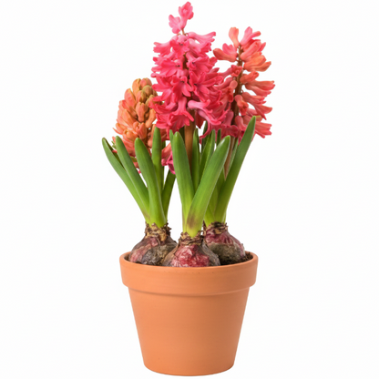 Hyacinth Bulb Fragrance