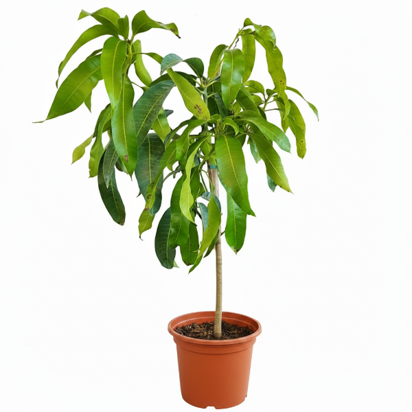 Mangifera indica, Mango Tree - Greenie.ae Dubai UAE Delivery Online Shop