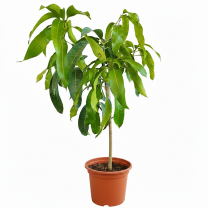 Mangifera indica, Mango Tree - Greenie.ae Dubai UAE Delivery Online Shop