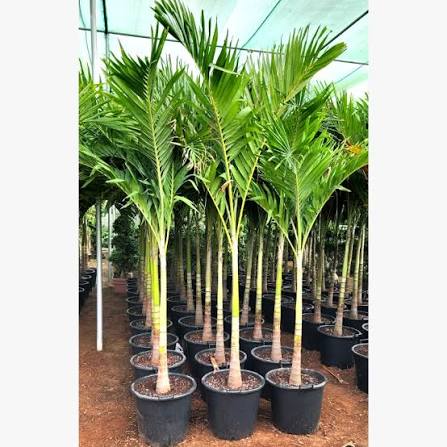Manila Palm, Veitchia Merrillii - Greenie.ae Dubai UAE Delivery Online Shop