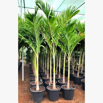 Manila Palm, Veitchia Merrillii - Greenie.ae Dubai UAE Delivery Online Shop