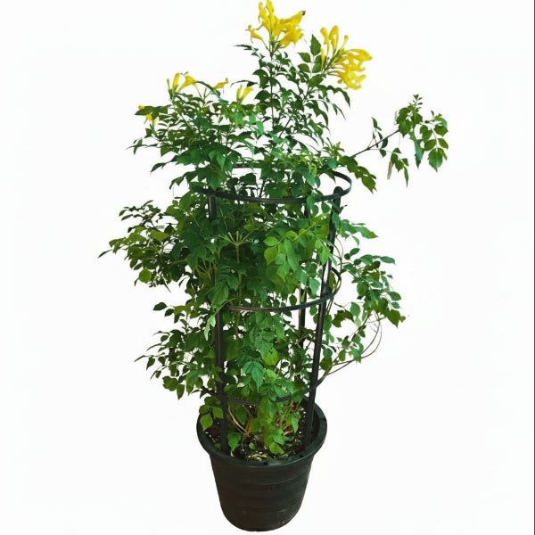 A potted climbing plant with green leaves and bright yellow flowers, growing in a black plastic pot against a plain light gray background.