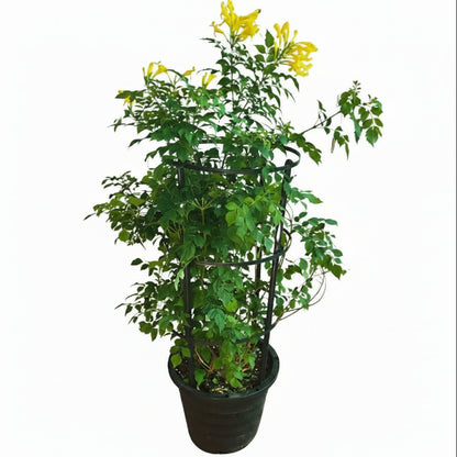 A potted climbing plant with green leaves and bright yellow flowers, growing in a black plastic pot against a plain light gray background.