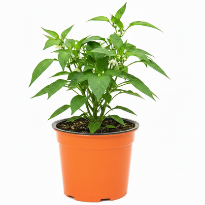 Hot Chili Plant