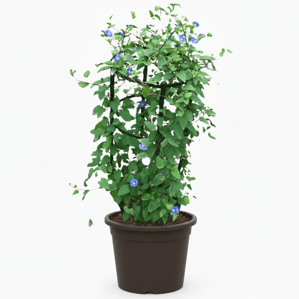 Jacquemontia Pentantha, Sky Blue Cluster Vine