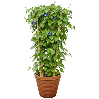 Jacquemontia Pentantha, Sky Blue Cluster Vine