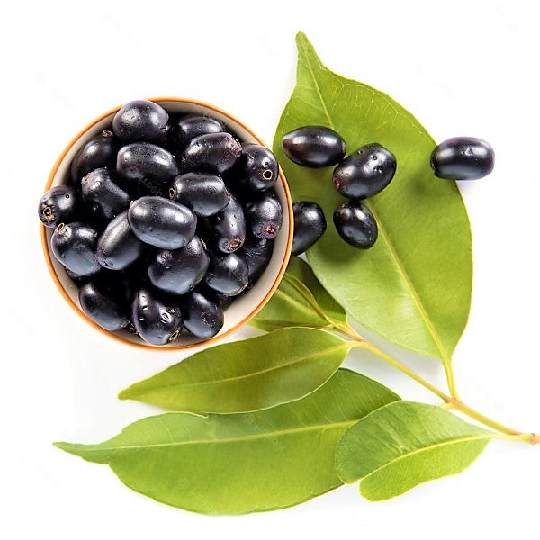 Black Plum, Syzygium Cumini, Java Plum, Jamun, Jambolan - www.Greenie.ae Buy online Best and Healthy Plants and quality products guarantee in Dubai Plants Shop in Dubai Abu Dhabi all over UAE Plants near me Fresh Plants in Dubai where to buy plants in UAE - Greenie.ae