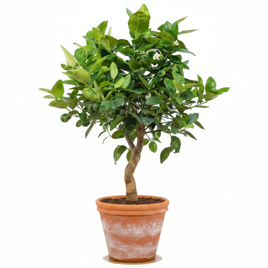 Citrus Aurantifolia, Citrus Omani - www.Greenie.ae Buy online Best and Healthy Plants and quality products guarantee in Dubai Plants Shop in Dubai Abu Dhabi all over UAE Plants near me Fresh Plants in Dubai where to buy plants in UAE - Greenie.ae