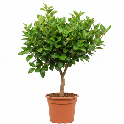 Citrus orange, Orange Tree