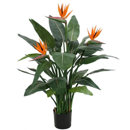 Bird of Paradise, Strelitzia Reginae, Indoor