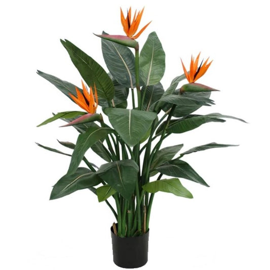 Bird of Paradise, Strelitzia Reginae, Indoor
