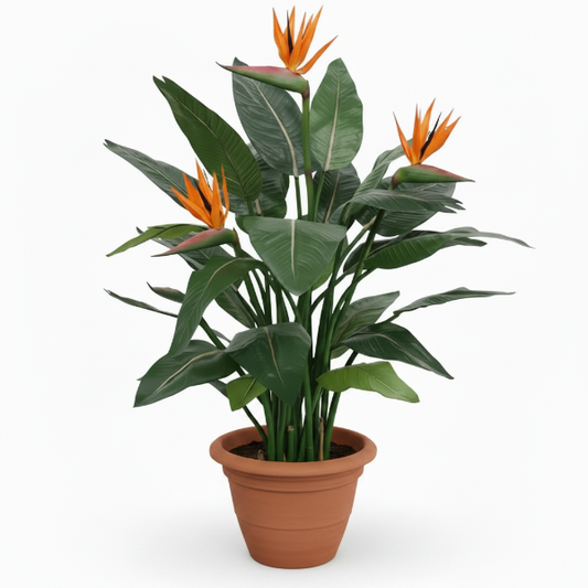 Bird of Paradise, Strelitzia Reginae, Indoor