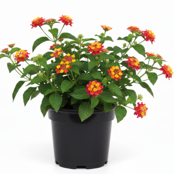 Lantana Camara, Red Sage - Greenie.ae Dubai UAE Delivery Online Shop