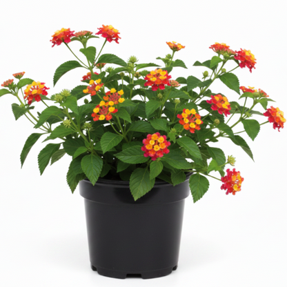 Lantana Camara, Red Sage - Greenie.ae Dubai UAE Delivery Online Shop