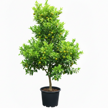 Lemon Tree, Citrus Lemon - Greenie.ae Dubai UAE Delivery Online Shop