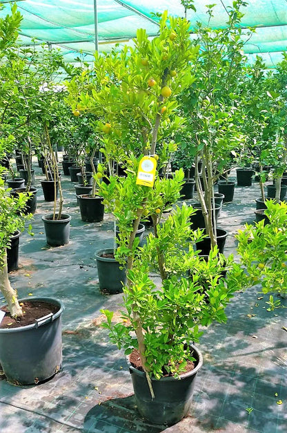 Lemon Tree, Citrus Lemon - Greenie.ae Dubai UAE Delivery Online Shop