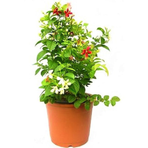 Clerodendrum Thomsoniae, Pink Bleeding Heart Vine - www.Greenie.ae Buy online Best and Healthy Plants and quality products guarantee in Dubai Plants Shop in Dubai Abu Dhabi all over UAE Plants near me Fresh Plants in Dubai where to buy plants in UAE - Greenie.ae