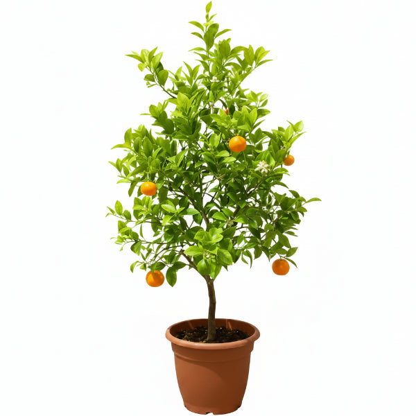 Mandarin Plant, Kinnow Orange tree - Greenie.ae Dubai UAE Delivery Online Shop
