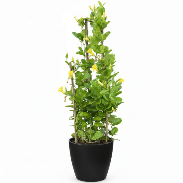 Tristellateia australasiae, Shower of Gold Climber