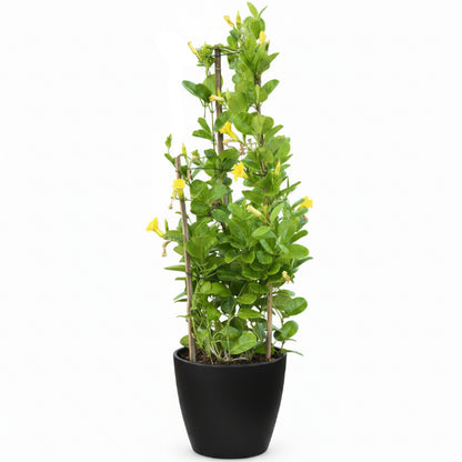 Tristellateia australasiae, Shower of Gold Climber