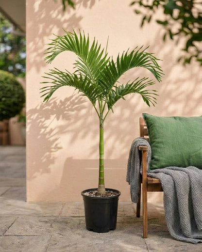 Manila Palm, Veitchia Merrillii - Greenie.ae Dubai UAE Delivery Online Shop