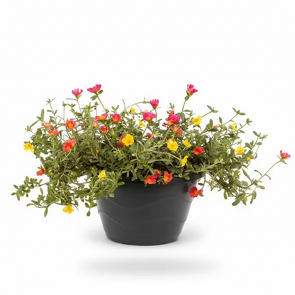 Rose Moss, Portulaca Grandiflora
