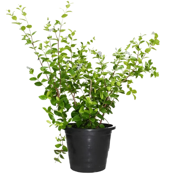 A leafy green plant in a black plastic nursery pot, photographed against a plain white background.