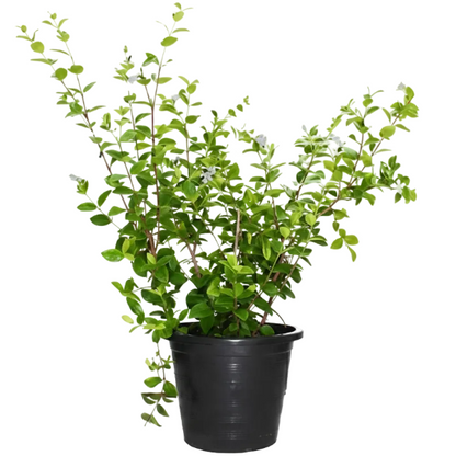 A leafy green plant in a black plastic nursery pot, photographed against a plain white background.