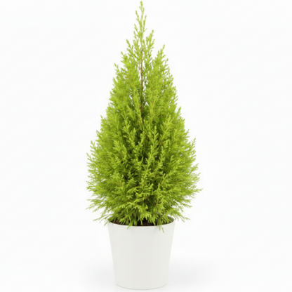 Goldcrest Wilma, Cupressus macrocarpa, Lemon Cyperus