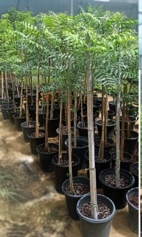 Neem Tree, Neem Plant, Azadirachta indica