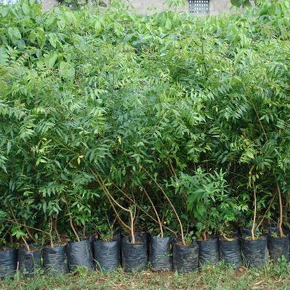 Neem Tree, Neem Plant, Azadirachta indica