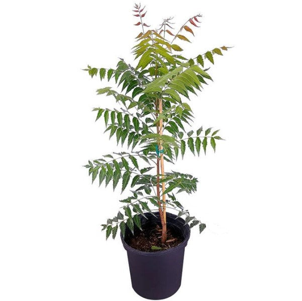 Neem Tree, Neem Plant, Azadirachta indica
