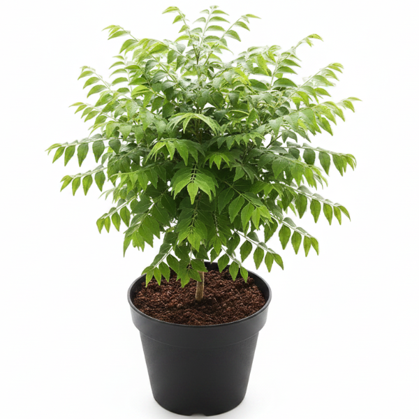 Neem Tree, Neem Plant, Azadirachta indica