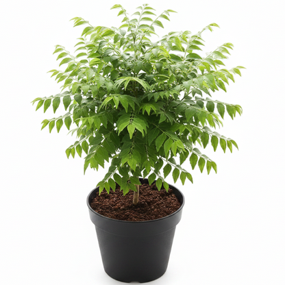 Neem Tree, Neem Plant, Azadirachta indica