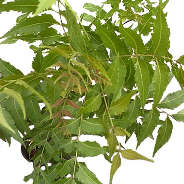 Neem Tree, Neem Plant, Azadirachta indica