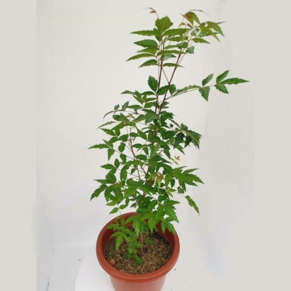 Neem Tree, Neem Plant, Azadirachta indica