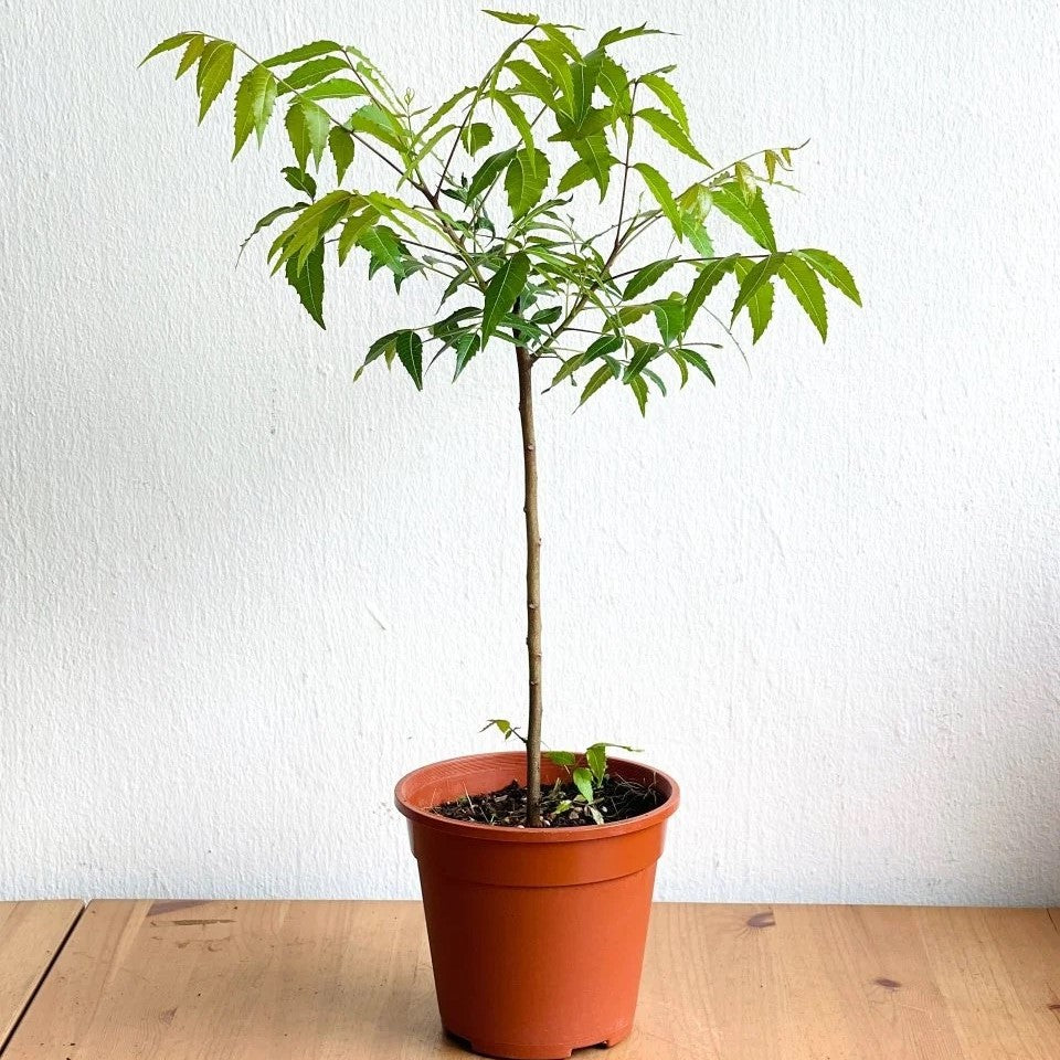 Neem Tree, Neem Plant, Azadirachta indica