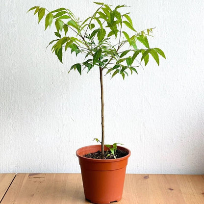Neem Tree, Neem Plant, Azadirachta indica