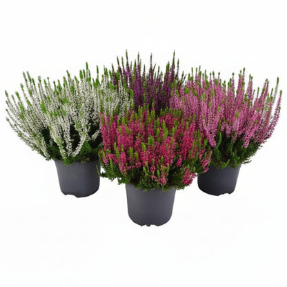 Calluna Vulgaris, Summer Heather