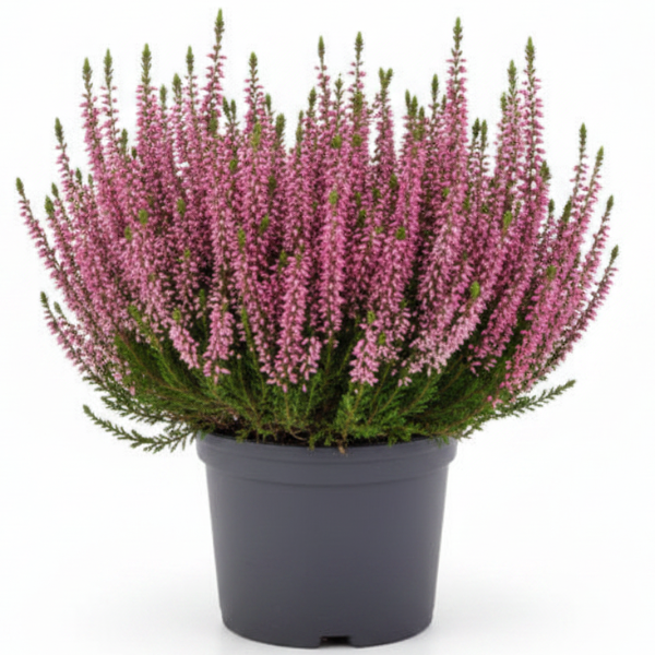 Calluna Vulgaris, Summer Heather
