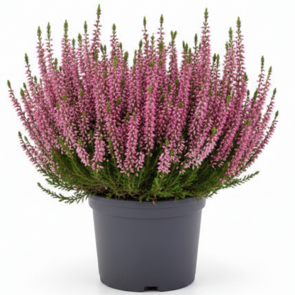 Calluna Vulgaris, Summer Heather