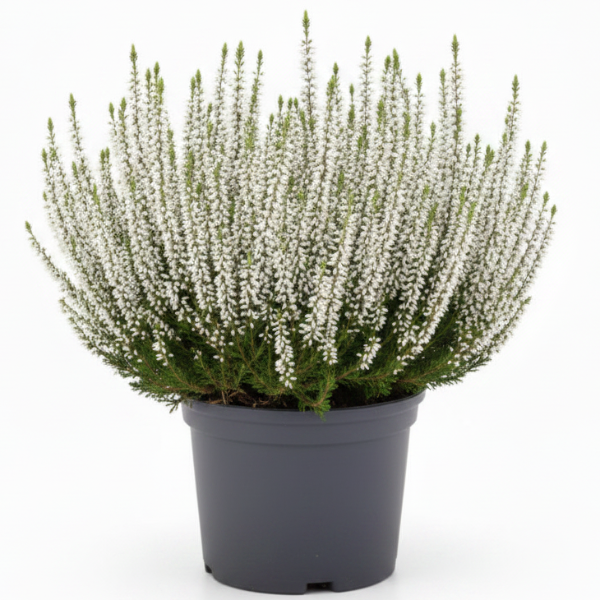 Calluna Vulgaris, Summer Heather