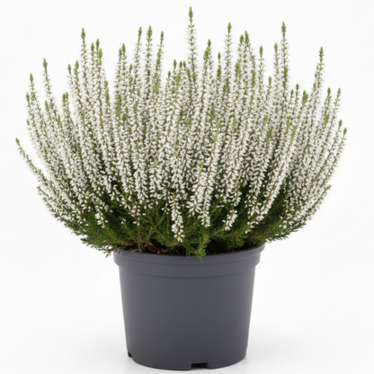 Calluna Vulgaris, Summer Heather