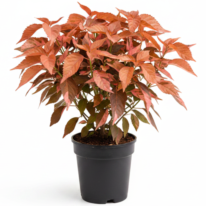 Acalypha wilkesiana, Copper Leaf
