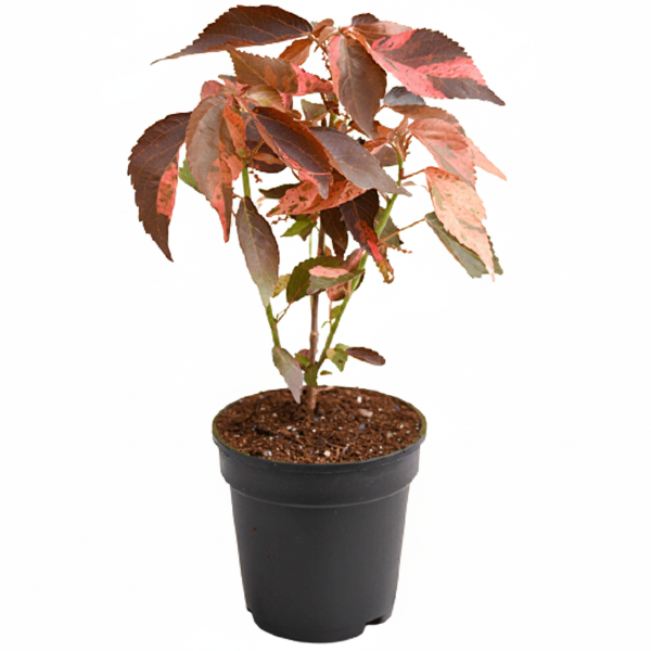 Acalypha wilkesiana, Copper Leaf