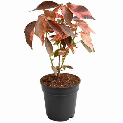 Acalypha wilkesiana, Copper Leaf